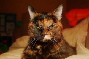 Snickers